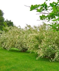 Garden Goods Direct Shrubs Dappled Willow