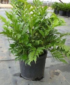 Garden Goods Direct Perennials Japanese Holly Fern
