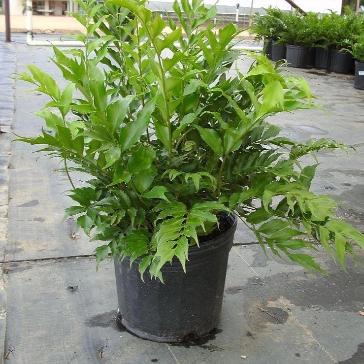 Garden Goods Direct Perennials Japanese Holly Fern 1 Garden Goods Direct Perennials Japanese Holly Fern