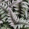 Garden Goods Direct Japanese Painted Fern Perennials