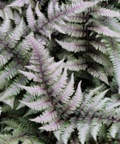 Garden Goods Direct Japanese Painted Fern Perennials