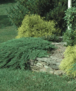 Garden Goods Direct Blue Tamarix Juniper Shrubs