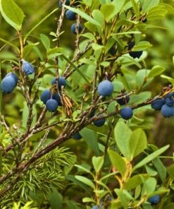 Garden Goods Direct Bushel And Berry® Jelly Bean® Blueberry Fruit & Nut