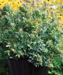 Garden Goods Direct Bushel And Berry® Jelly Bean® Blueberry Fruit & Nut