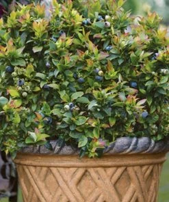 Garden Goods Direct Bushel And Berry® Jelly Bean® Blueberry Fruit & Nut