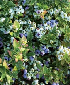 Garden Goods Direct Bushel And Berry® Jelly Bean® Blueberry Fruit & Nut