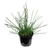 Garden Goods Direct Perennials Juncus Big Twister