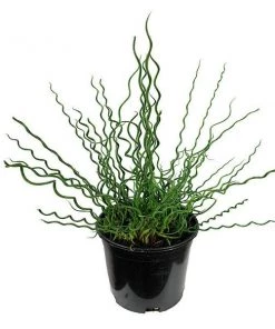 Garden Goods Direct Perennials Juncus Big Twister