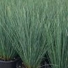 Garden Goods Direct Perennials Juncus Blue Arrow