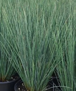 Garden Goods Direct Perennials Juncus Blue Arrow
