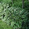Garden Goods Direct Perennials Hosta Albomarginata