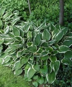 Garden Goods Direct Perennials Hosta Albomarginata