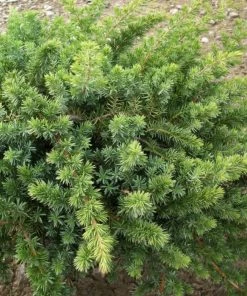 Garden Goods Direct Blue Pacific Juniper Shrubs