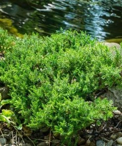 Garden Goods Direct Green Mound Juniper 6 Garden Goods Direct Green Mound Juniper