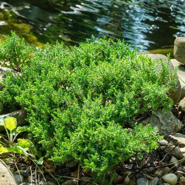 Garden Goods Direct Green Mound Juniper 3 Garden Goods Direct Green Mound Juniper