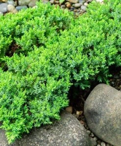 Garden Goods Direct Green Mound Juniper 7 Garden Goods Direct Green Mound Juniper