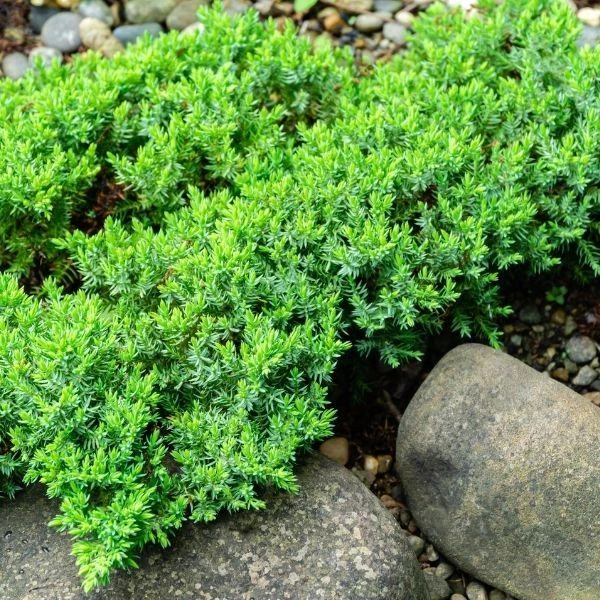 Garden Goods Direct Green Mound Juniper 4 Garden Goods Direct Green Mound Juniper