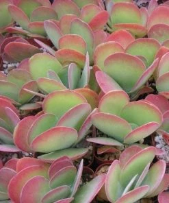 Garden Goods Direct House Plants Kalanchoe Flapjack