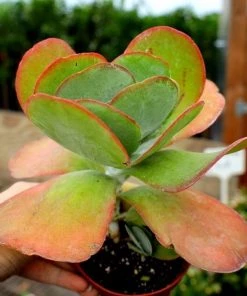 Garden Goods Direct House Plants Kalanchoe Flapjack