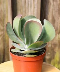 Garden Goods Direct House Plants Kalanchoe Flapjack