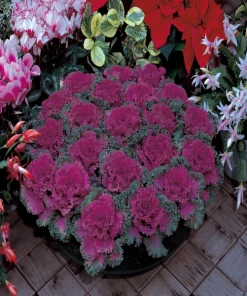 Garden Goods Direct Annuals Kamome Red Kale