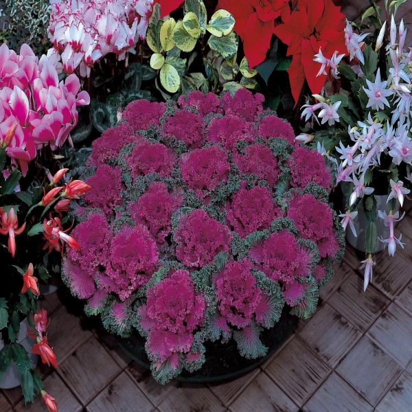 Garden Goods Direct Annuals Kamome Red Kale 2 Garden Goods Direct Annuals Kamome Red Kale