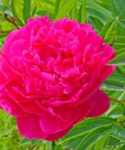 Garden Goods Direct Kansas Peony