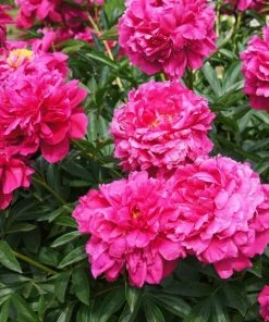 Garden Goods Direct Kansas Peony