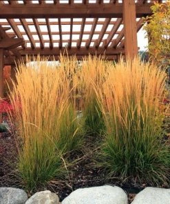 Garden Goods Direct Karl Foerster Feather Reed Grass Perennials
