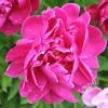Garden Goods Direct Perennials Karl Rosenfield Peony