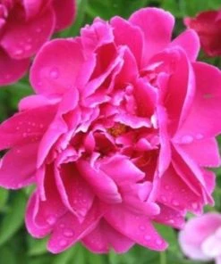 Garden Goods Direct Perennials Karl Rosenfield Peony