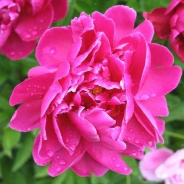 Garden Goods Direct Perennials Karl Rosenfield Peony 1 Garden Goods Direct Perennials Karl Rosenfield Peony