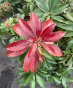 Garden Goods Direct Shrubs Pieris Katsura