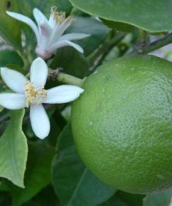 Garden Goods Direct Key Lime Tree