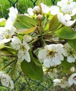 Garden Goods Direct Kieffer Pear Tree