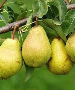 Garden Goods Direct Kieffer Pear Tree 7 Garden Goods Direct Kieffer Pear Tree