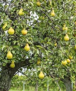 Garden Goods Direct Kieffer Pear Tree 6 Garden Goods Direct Kieffer Pear Tree