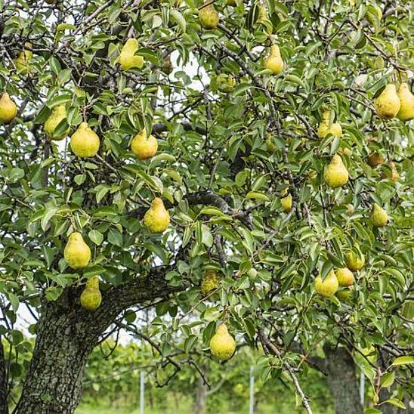 Garden Goods Direct Kieffer Pear Tree 3 Garden Goods Direct Kieffer Pear Tree