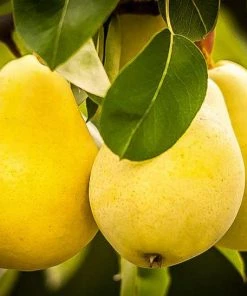 Garden Goods Direct Kieffer Pear Tree