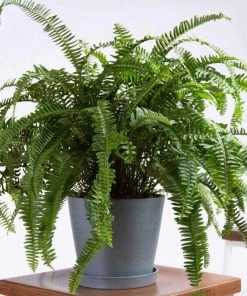 Garden Goods Direct House Plants Kimberly Queen Fern