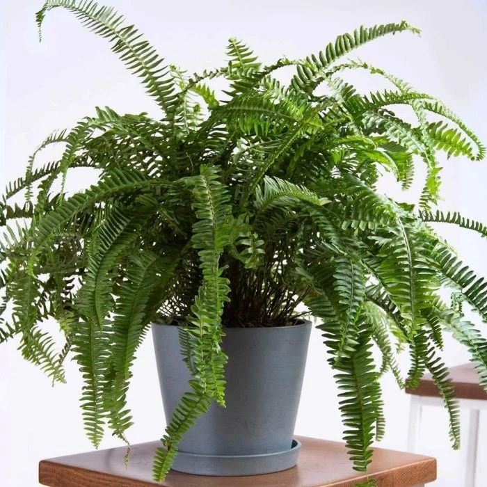 Garden Goods Direct House Plants Kimberly Queen Fern 1 Garden Goods Direct House Plants Kimberly Queen Fern