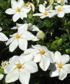 Garden Goods Direct Kleim's Hardy Gardenia 5 Garden Goods Direct Kleim's Hardy Gardenia