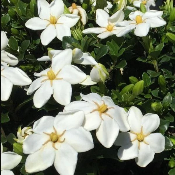 Garden Goods Direct Kleim's Hardy Gardenia 3 Garden Goods Direct Kleim's Hardy Gardenia