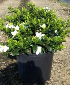 Garden Goods Direct Kleim's Hardy Gardenia