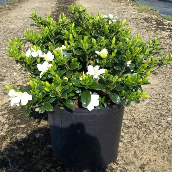 Garden Goods Direct Kleim's Hardy Gardenia 2 Garden Goods Direct Kleim's Hardy Gardenia