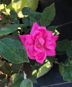 Garden Goods Direct Pink Double Knock Out® Rose