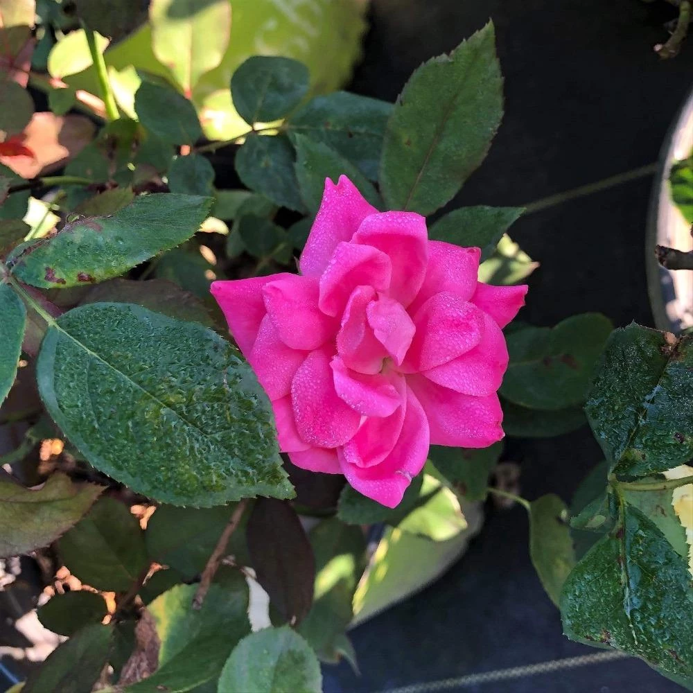 Garden Goods Direct Pink Double Knock Out® Rose 1 Garden Goods Direct Pink Double Knock Out® Rose