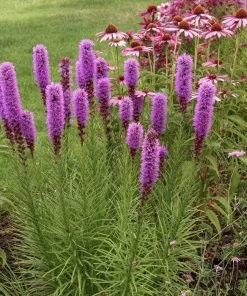 Garden Goods Direct Liatris Kobold