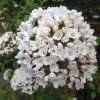 Garden Goods Direct Korean Spice Viburnum