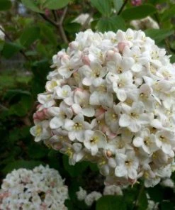 Garden Goods Direct Korean Spice Viburnum